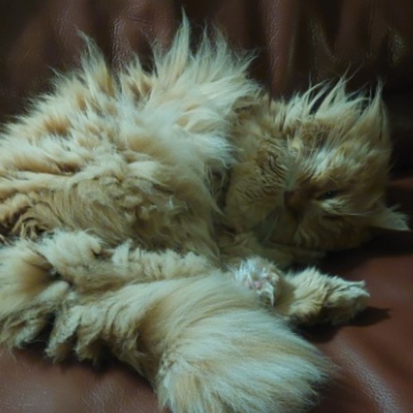 Photo du logement
