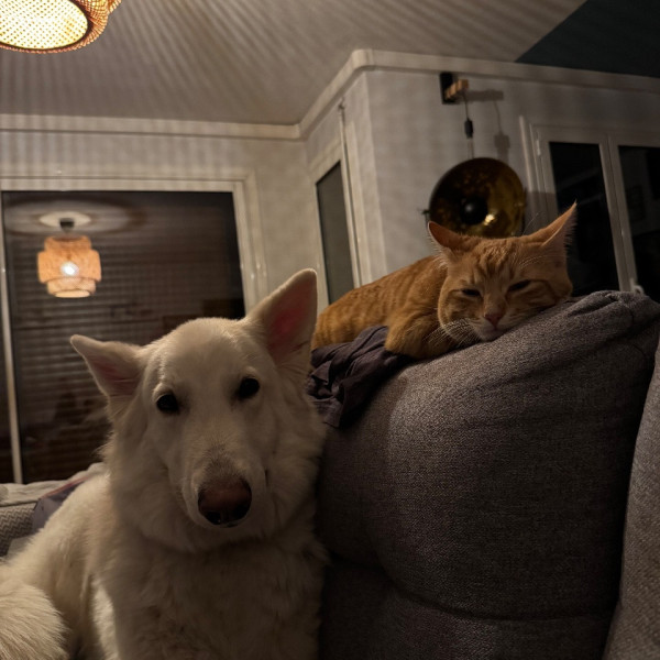 Photo du logement