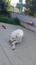 Photo de Sole