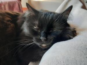Photo de Oscar