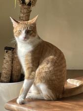 Photo de Ettore
