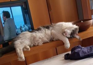 Photo de Jack