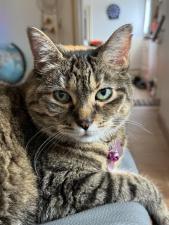Photo de Machat