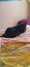 Photo de Filou