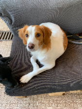 Photo de Piper