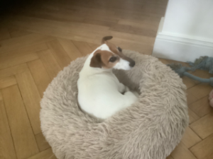 Photo de Toupie