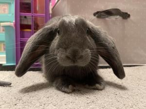 Photo de Fluffy