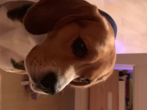 Photo de Cookie