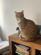 Photo de Romeo