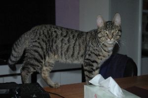 Photo de pepsy