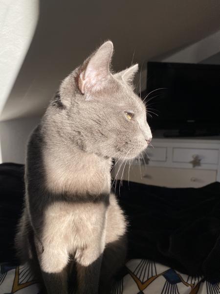 Elisa