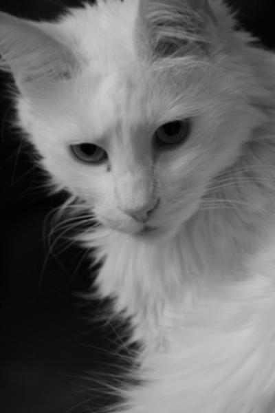Céline