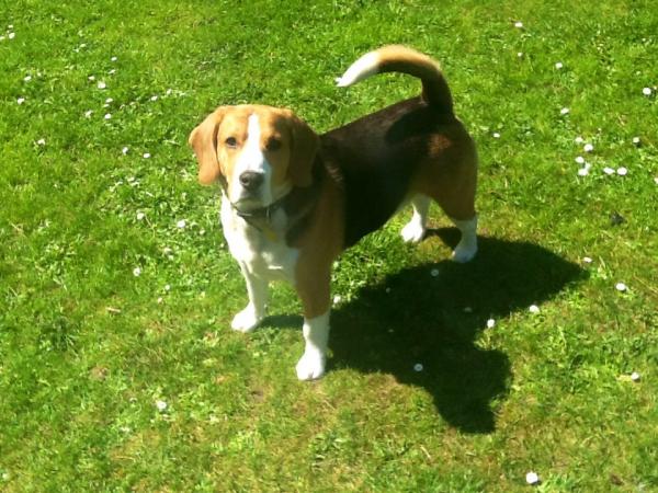 Elodie
