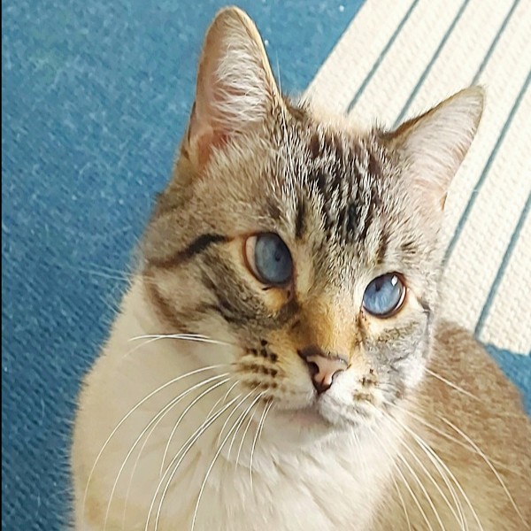 Sophie