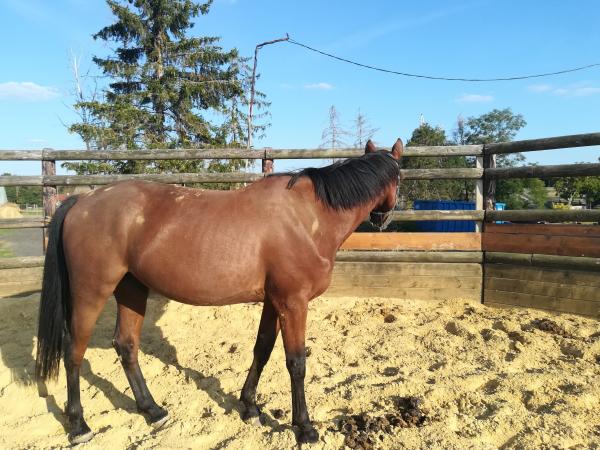 Romane