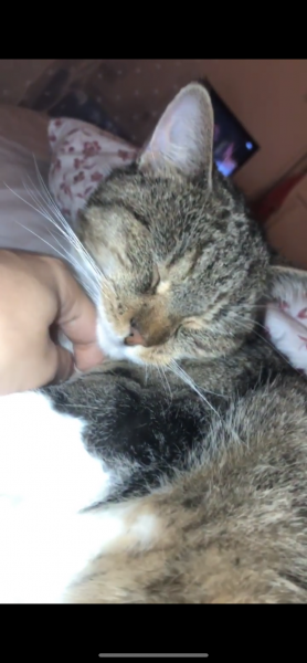 Thaïs