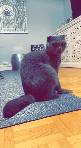 Zina