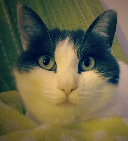 Elodie