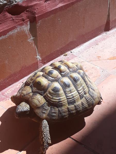laetitia