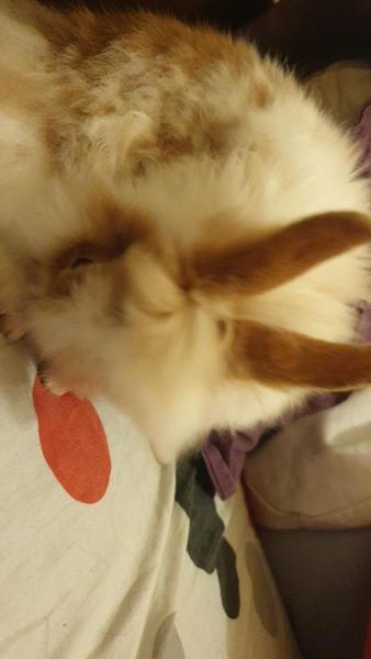 Lola