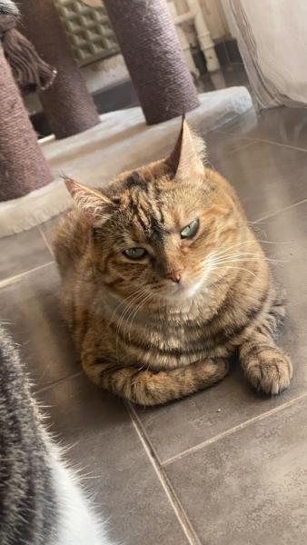 Ilyes