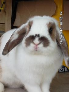 AURELIE