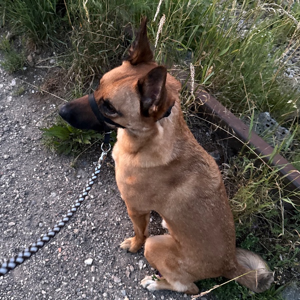 Sacha