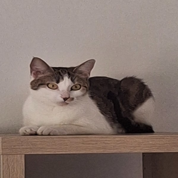 Enora