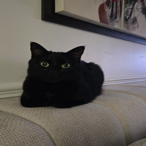 Adam