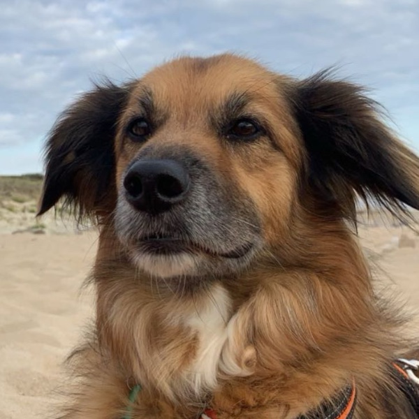 romane