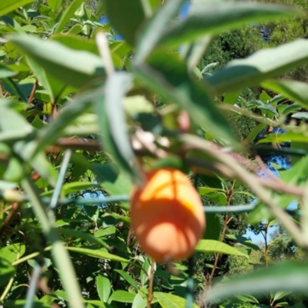 Chrystelle