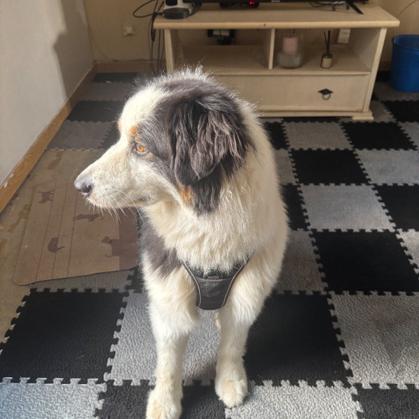 Sophie