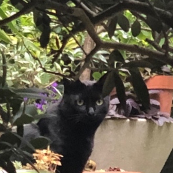 Léane