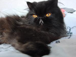 Charlene