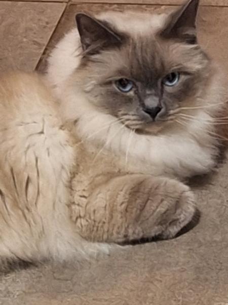Sylvie